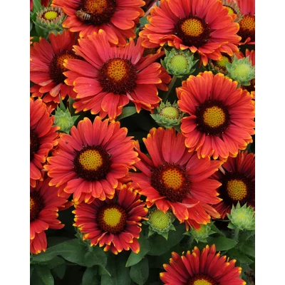 Gaillardia aristata 'Arizona Red Shades' – Kokárdavirág