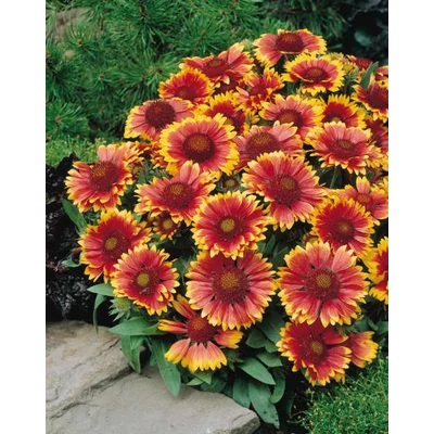 Gaillardia aristata 'Arizona Sun' – Kokárdavirág