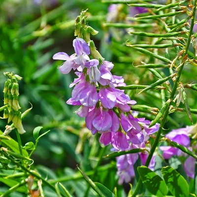 Galega officinalis – Orvosi kecskeruta