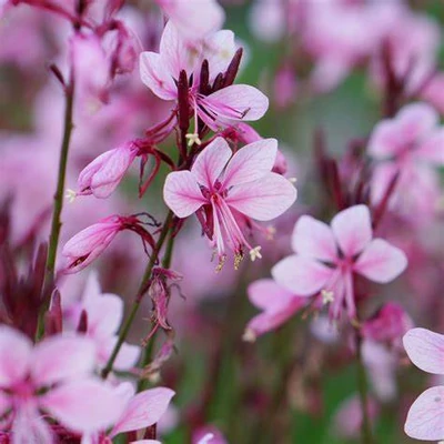 Gaura lindheimeri 'Baby Butterfly Dark Pink'® – Évelő díszgyertya