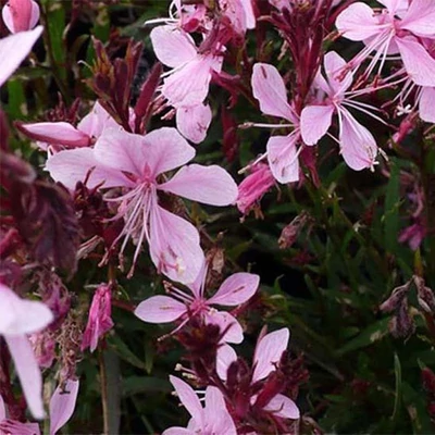 Gaura lindheimeri 'Blaze'® – Évelő díszgyertya