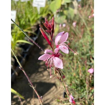 Gaura lindheimeri 'Butterfly Appleblossom – Évelő díszgyertya