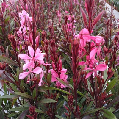 Gaura lindheimeri 'Compact Pink' – Évelő díszgyertya