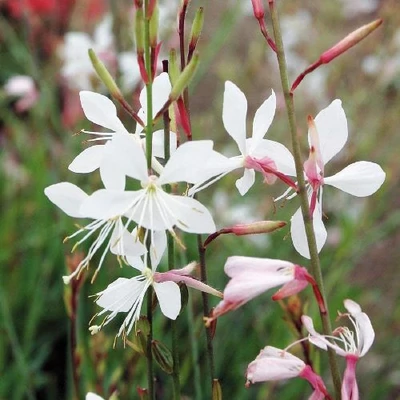 Gaura lindheimeri 'Compact White' – Évelő díszgyertya