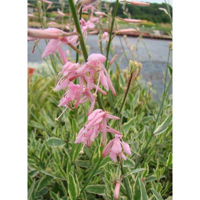 Gaura lindheimeri 'Corrie's Gold' – Évelő díszgyertya