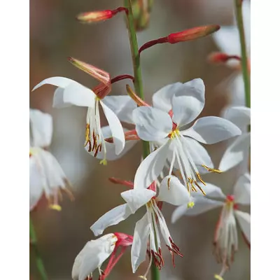 Gaura lindheimeri (fehér) – Évelő díszgyertya