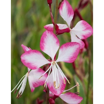 Gaura lindheimeri 'Freefolk Rosy' – Évelő díszgyertya