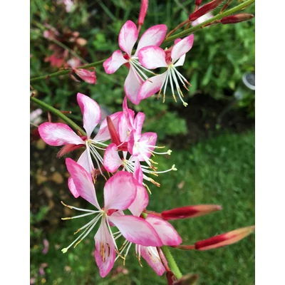 Gaura lindheimeri 'Gambit Rose Bicolor' – Évelő díszgyertya