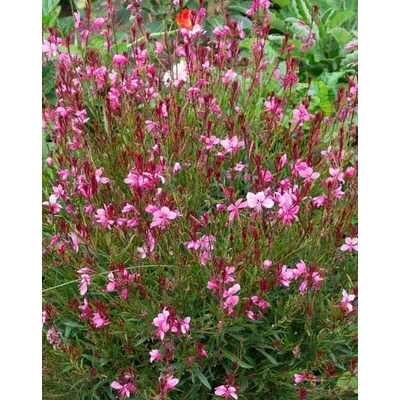 Gaura lindheimeri 'Gambit Rose' – Évelő díszgyertya