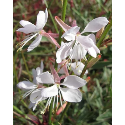 Gaura lindheimeri 'Gaudi White' – Évelő díszgyertya