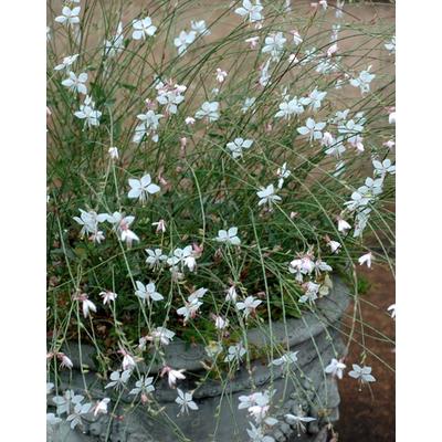 Gaura lindheimeri 'Geyser White' – Vörös lombú évelő díszgyertya