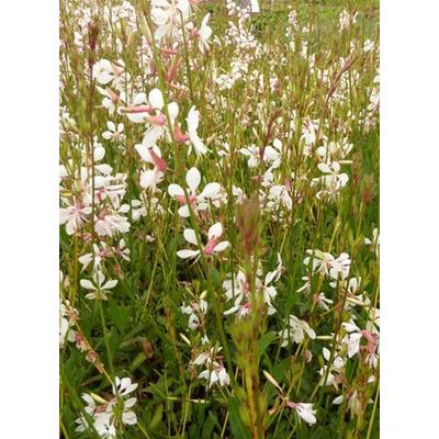 Gaura lindheimeri 'Madonna' – Évelő díszgyertya