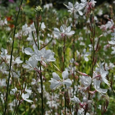 Gaura lindheimeri 'Nova' – Évelő díszgyertya