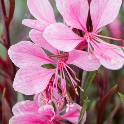 Gaura lindheimeri 'Passionate Blush'® – Évelő díszgyertya