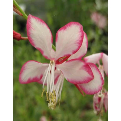 Gaura lindheimeri 'Rosy Jane – Harrosy' – Évelő díszgyertya