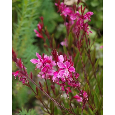 Gaura lindheimeri 'Siskiyou' – Évelő díszgyertya