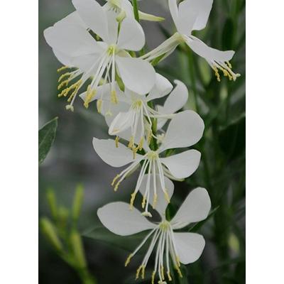 Gaura lindheimeri 'Snowbird' – Évelő díszgyertya