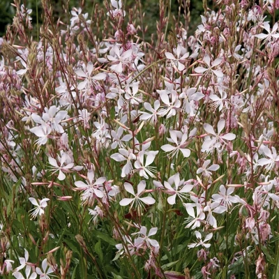 Gaura lindheimeri 'Sparkle White' – Évelő díszgyertya