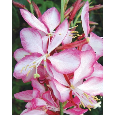 Gaura lindheimeri 'Special Rose Bicolor' – Évelő díszgyertya