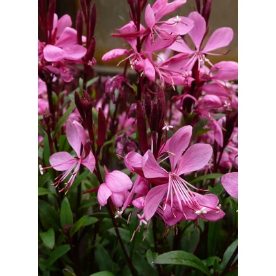 Gaura lindheimeri 'Sunset Dreams' – Évelő díszgyertya