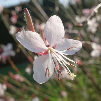 Gaura lindheimeri 'The Bride' – Évelő díszgyertya