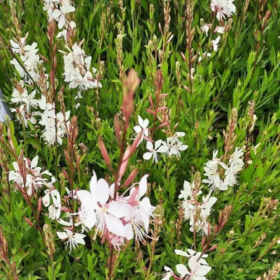 Gaura lindheimeri 'White Dove'® – Évelő díszgyertya