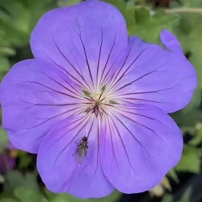 Geranium sanguineum 'Bloom Me Away' – Alacsony gólyaorr
