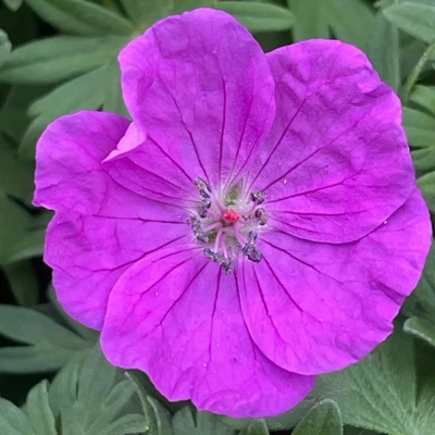 Geranium sanguineum 'Vision Violet' – Alacsony gólyaorr