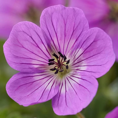Geranium sanguineum 'Wallichium Kelly Anne' – Alacsony gólyaorr