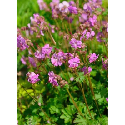 Geranium cantabrigiense (x) 'Berggarten' – Angol gólyaorr