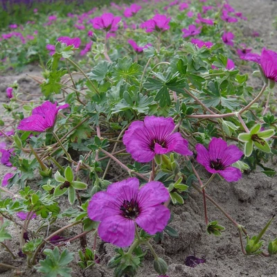 Geranium cinereum var. subcaulescens – Hamuszürke gólyaorr