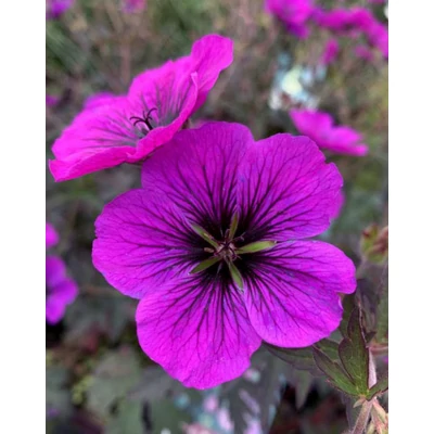 Geranium 'Dark Eyes' – Gólyaorr