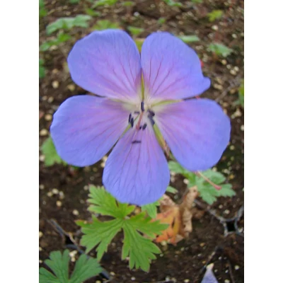 Geranium himalayense 'Baby Blue' – Nagyvirágú gólyaorr