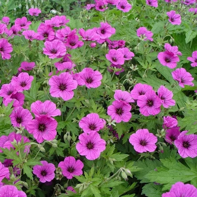 Geranium 'JS Matu Vu' – Gólyaorr