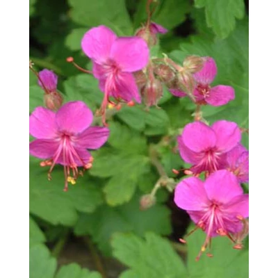 Geranium macrorrhizum 'Czakor' – Illatos gólyaorr
