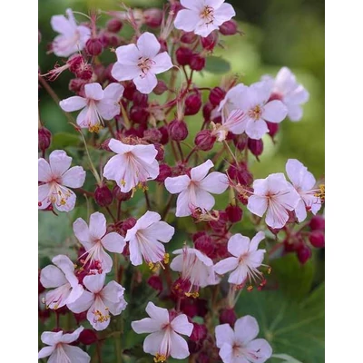 Geranium macrorrhizum 'Spessart' – Illatos gólyaorr