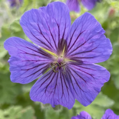 Geranium magnificum - Pompás gólyaorr