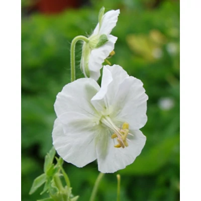 Geranium phaeum 'Album' – Fodros gólyaorr