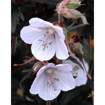 Geranium pratense 'Black 'n' White Army' – Gólyaorr