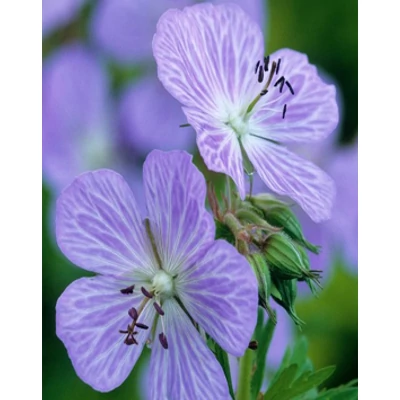 Geranium pratense 'Mrs. Kendall Clark' (syn. 'Mrs K. Clark') – Mezei gólyaorr