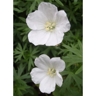 Geranium sanguineum 'Album' - Alacsony gólyaorr