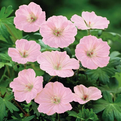 Geranium sanguineum 'Vision Pink' – Alacsony gólyaorr