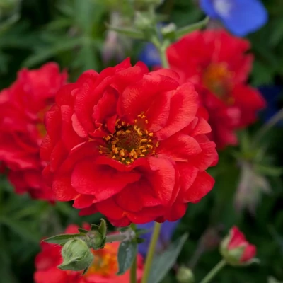 Geum 'Mr. Bradshow' – Gyömbérgyökér