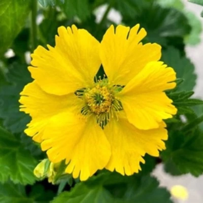 Geum 'Tosai Yellow – Gyömbérgyökér
