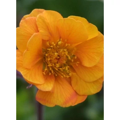 Geum 'Carlskaer' – Gyömbérgyökér