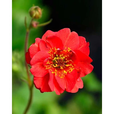 Geum chiloense 'Feuerball' – Chilei Gyömbérgyökér