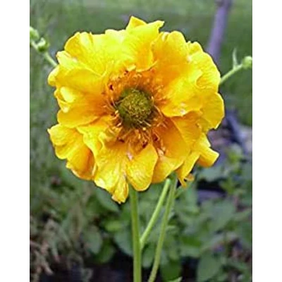 Geum chiloense 'Goldball' – Chilei gyömbérgyökér