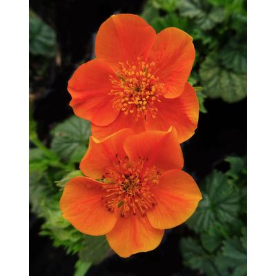 Geum coccineum 'Borisii' – Skarlátvörös gyömbérgyökér