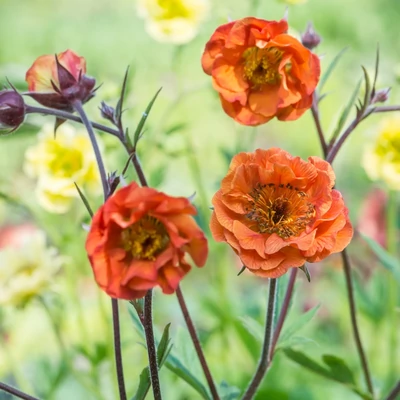Geum coccineum 'Dark and Stormy' – Skarlátvörös gyömbérgyökér