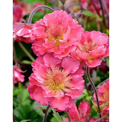 Geum 'Pink Petticoats' – Gyömbérgyökér